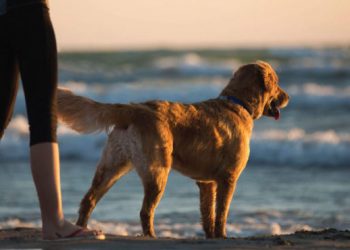 Zonas prohibidas para animales en la playa