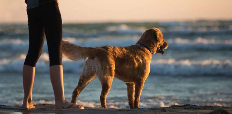 Zonas prohibidas para animales en la playa