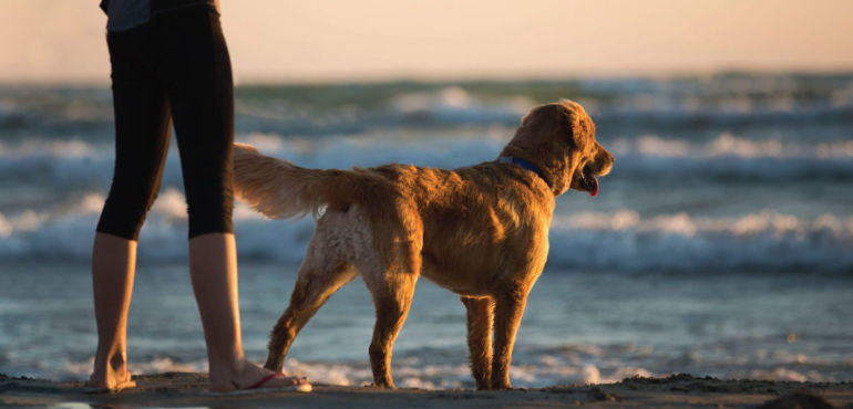 Zonas prohibidas para animales en la playa