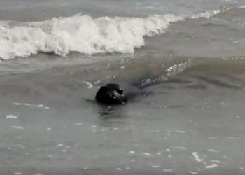Tiburones y focas en las playas de Monte Hermoso