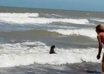 Y ahora un Lobo Marino!