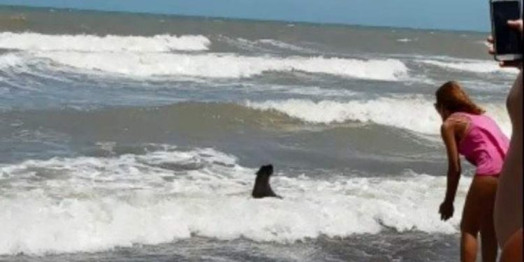 Y ahora un Lobo Marino!