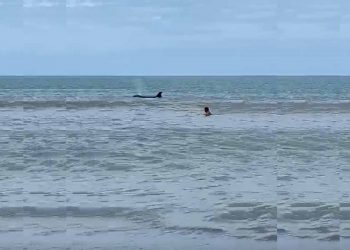 Una orca se paseo por la playa a metros de la costa