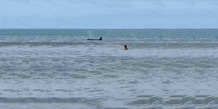 Una orca se paseo por la playa a metros de la costa