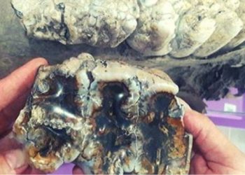 Hallaron un molar de mastodonte de entre 10 mil y 30 mil años de antigüedad.