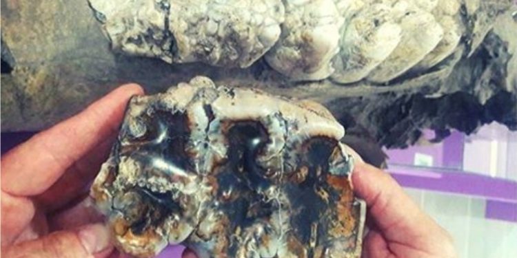 Hallaron un molar de mastodonte de entre 10 mil y 30 mil años de antigüedad.