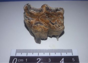 Familia halló un resto fósil y lo acercó al Museo