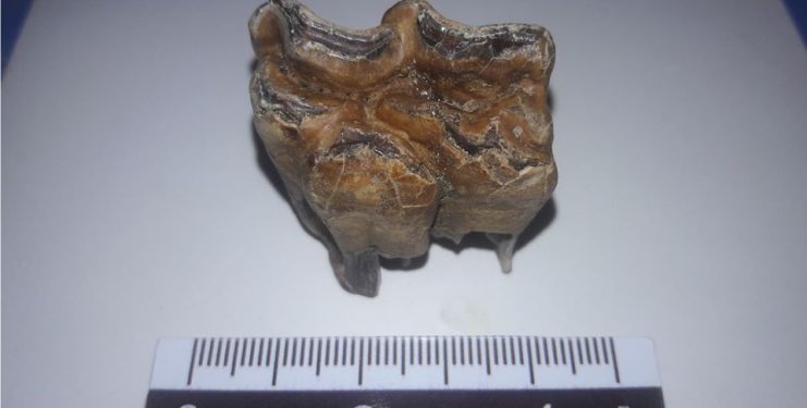 Familia halló un resto fósil y lo acercó al Museo