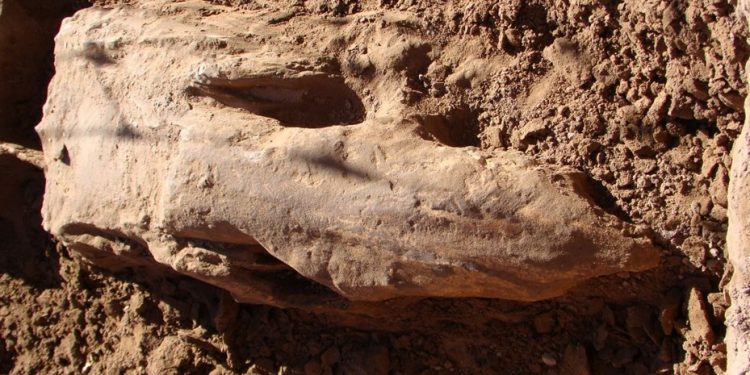 Descubrieron fósiles de un Perezoso en Pringles