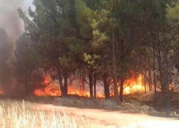 Importante incendio en Pehuen Co