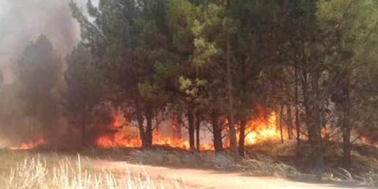 Importante incendio en Pehuen Co