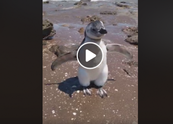Pingüinos bebé en los balnearios de Claromecó