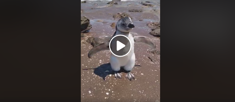 Pingüinos bebé en los balnearios de Claromecó