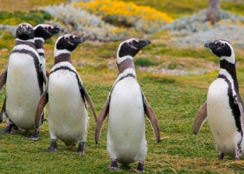 ¿Qué hacer si ves un pingüino en la playa?