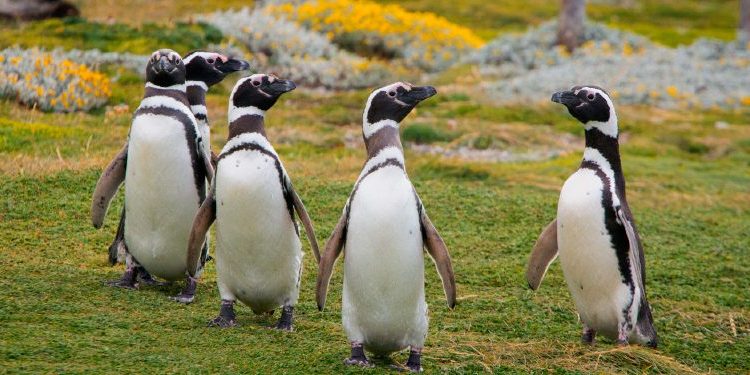 ¿Qué hacer si ves un pingüino en la playa?