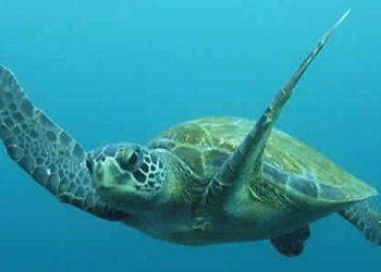 Liberación de Tortuga Marina