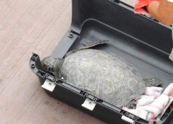 Liberaron a la tortuga verde en la playa de Monte Hermoso