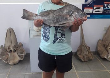 El Museo Vicente Di Martino recibe la donación de un ejemplar de corvina negra