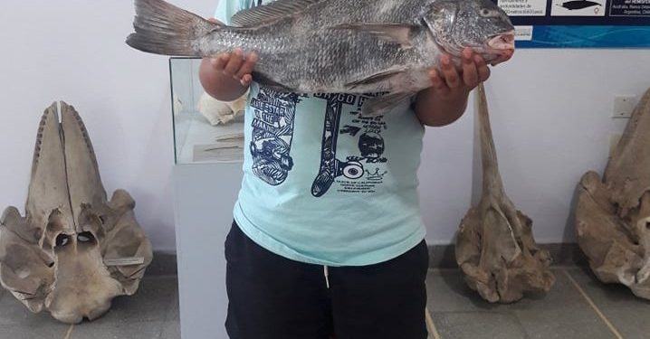 El Museo Vicente Di Martino recibe la donación de un ejemplar de corvina negra