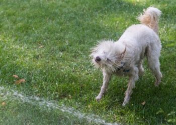El golpe de calor en las mascotas, prevención y cuidados
