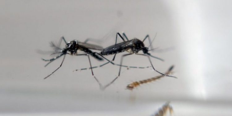 Invasión de mosquitos en la región.