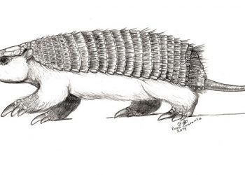 Hallan el primer fósil de pichiciego, el armadillo más pequeño del mundo