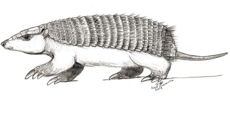 Hallan el primer fósil de pichiciego, el armadillo más pequeño del mundo