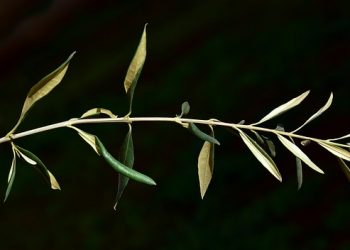 Mañana, Domingo de Ramos en la tradición cristiana.