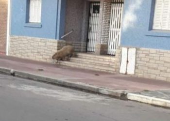 Apareció un enorme carpincho caminando por las calles de Necochea