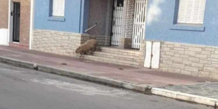 Apareció un enorme carpincho caminando por las calles de Necochea