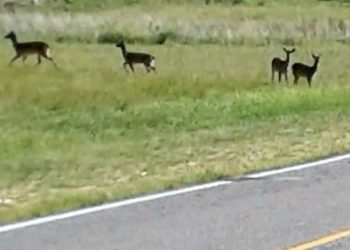 Manadas de ciervos cruzan  la ruta 76