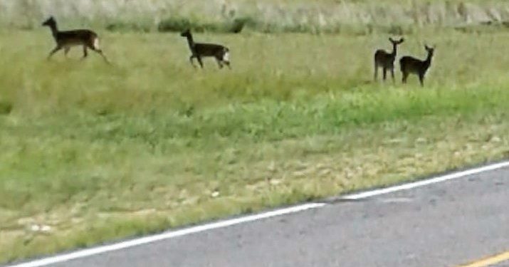 Manadas de ciervos cruzan  la ruta 76