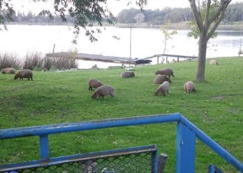 Ante la ausencia de humanos, carpinchos invaden la Laguna de los Padres