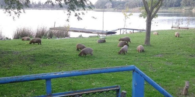 Ante la ausencia de humanos, carpinchos invaden la Laguna de los Padres