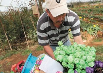 Floricultores en crisis que produzcan verduras agroecológicas recibirán microcréditos