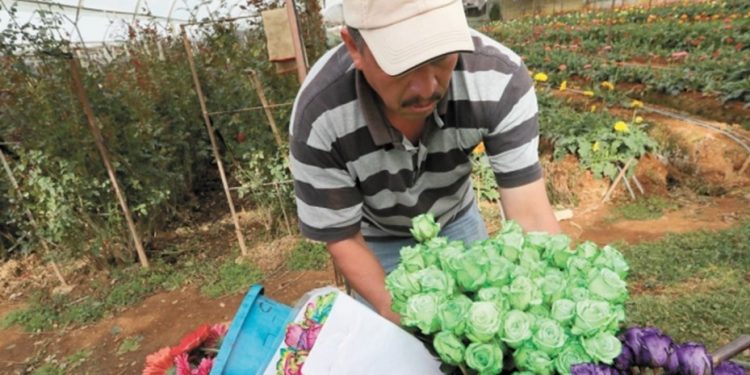 Floricultores en crisis que produzcan verduras agroecológicas recibirán microcréditos