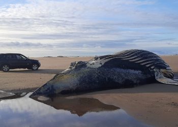 Un imponente ejemplar de ballena jorobada fue encontrado muerto en Marisol