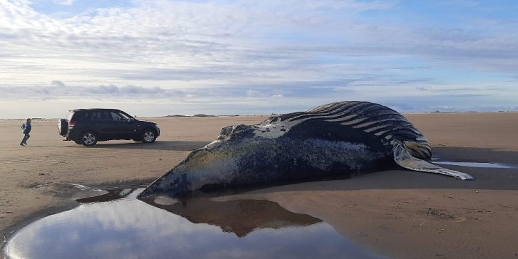 Un imponente ejemplar de ballena jorobada fue encontrado muerto en Marisol