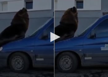 Un lobo marino se subió a un auto en Mar del Plata