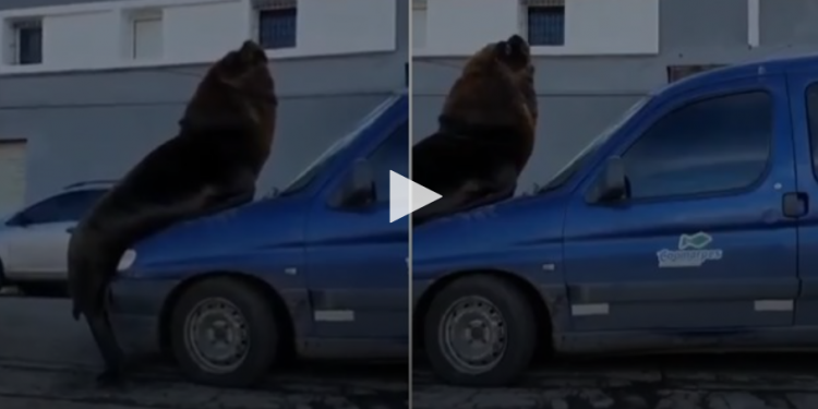 Un lobo marino se subió a un auto en Mar del Plata