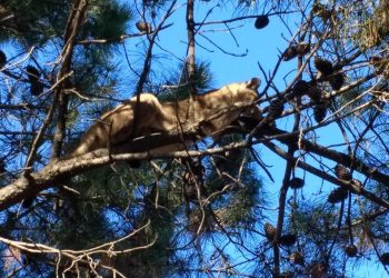 Apareció un puma en barrio Las Dunas