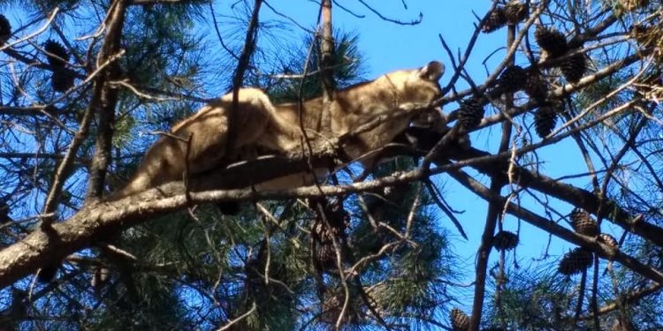 Apareció un puma en barrio Las Dunas