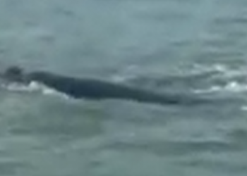 Pescadores de Monte Hermoso avistan una ballena (video)