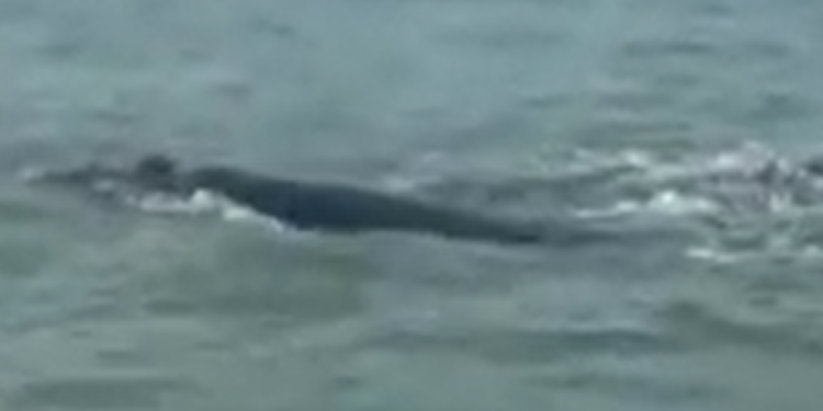 Pescadores de Monte Hermoso avistan una ballena (video)