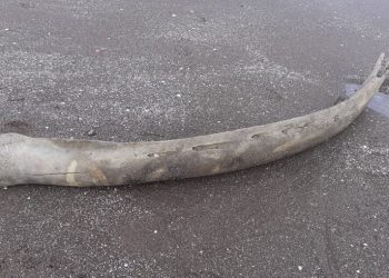 Hallan restos de ballena en las costas de Monte Hermoso