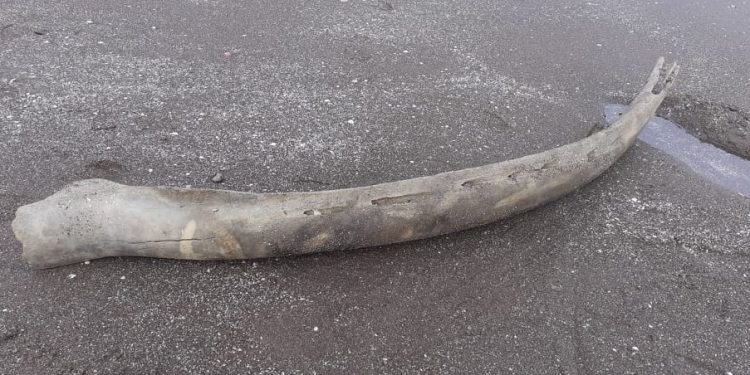 Hallan restos de ballena en las costas de Monte Hermoso