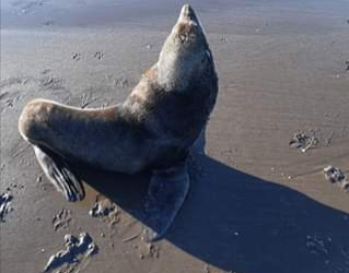 Aparece un lobo marino en las playas de Monte