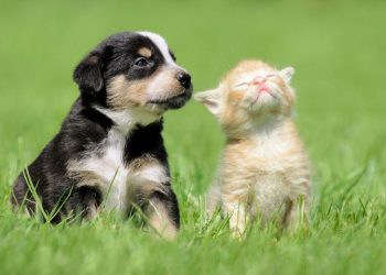 Tenencia responsable de mascotas