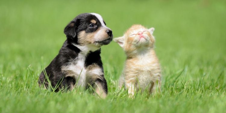 Tenencia responsable de mascotas