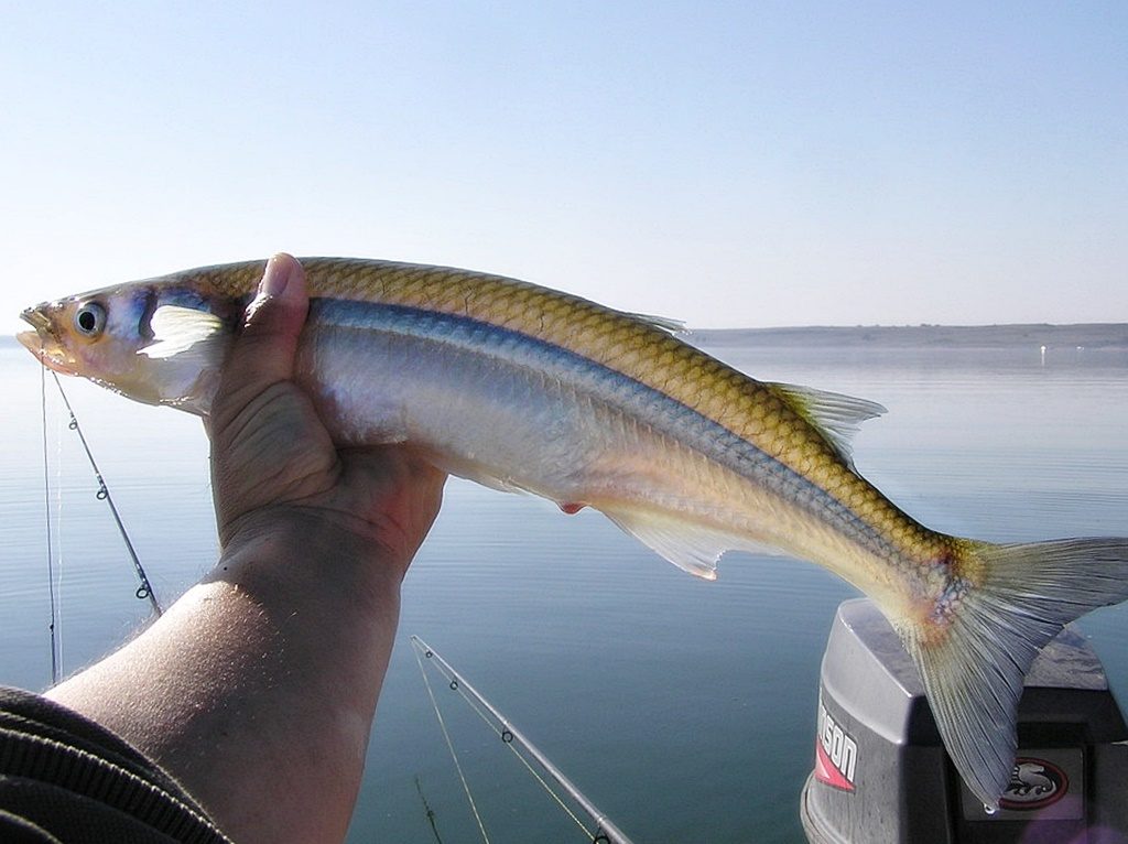 Pesca de Pejerrey en Laguna Sauce Grande